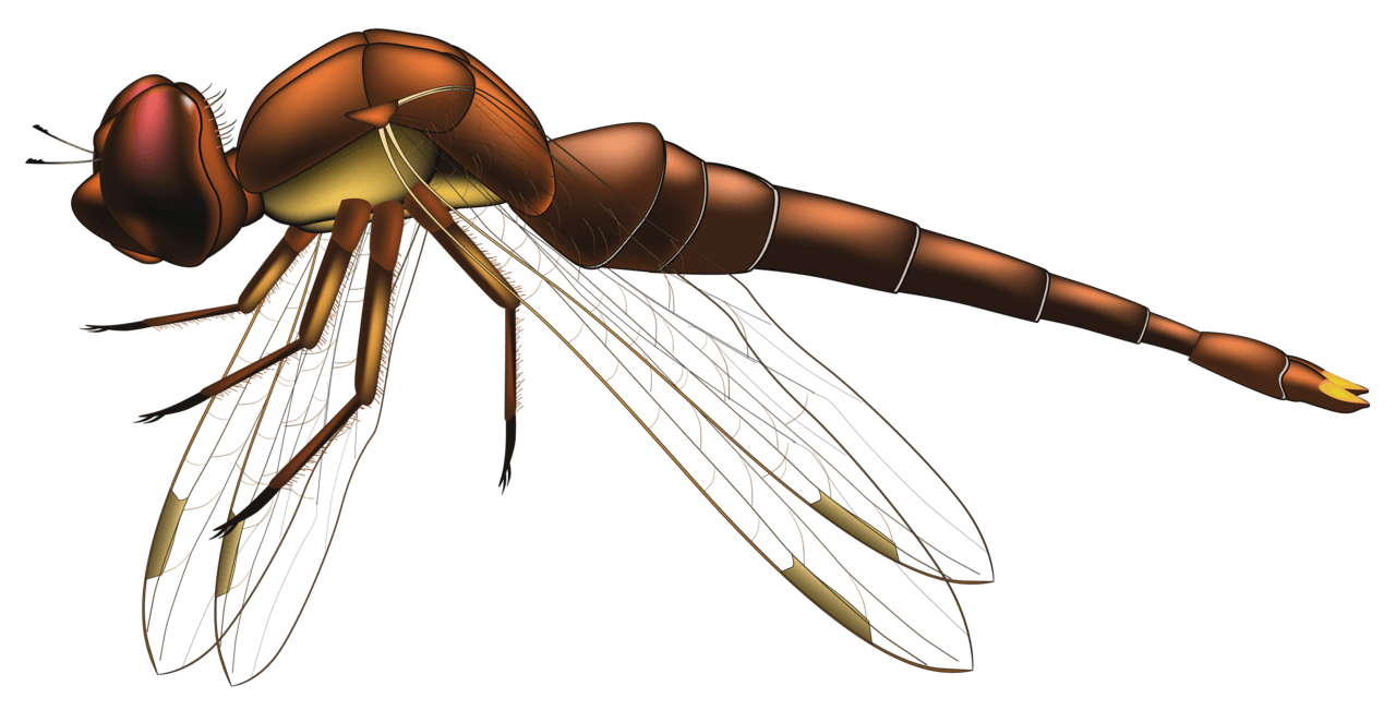 Dragonfly brown clipart best photo