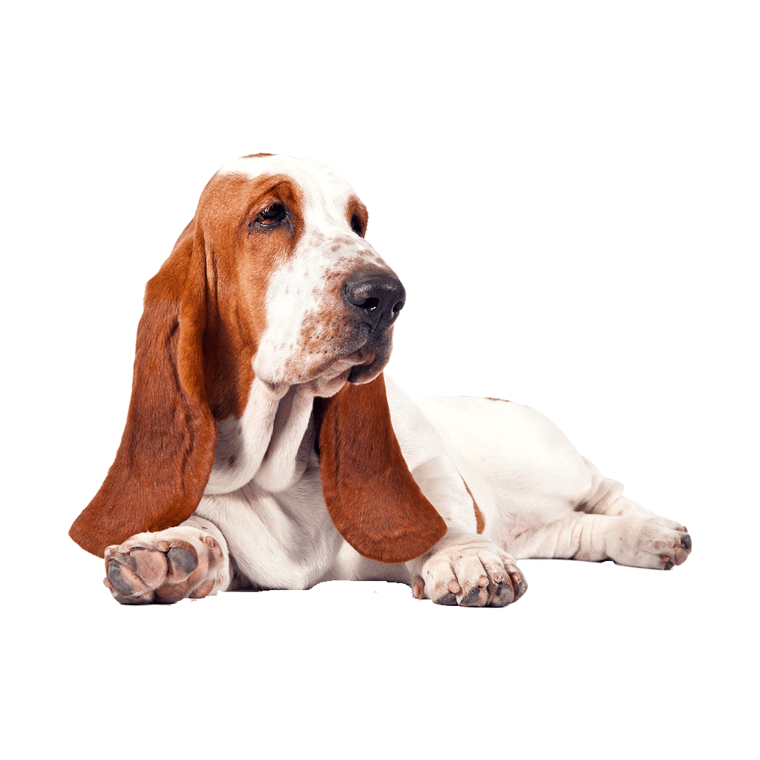 Bulldog basset hound images hd photo clipart