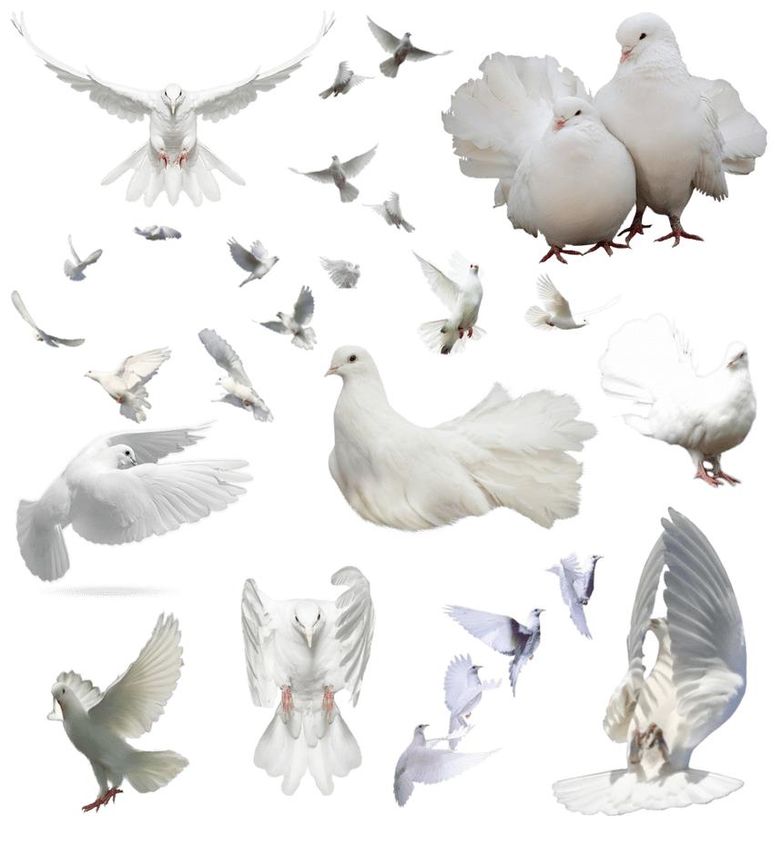 Dove paloma by nayareth deviantart clipart picture