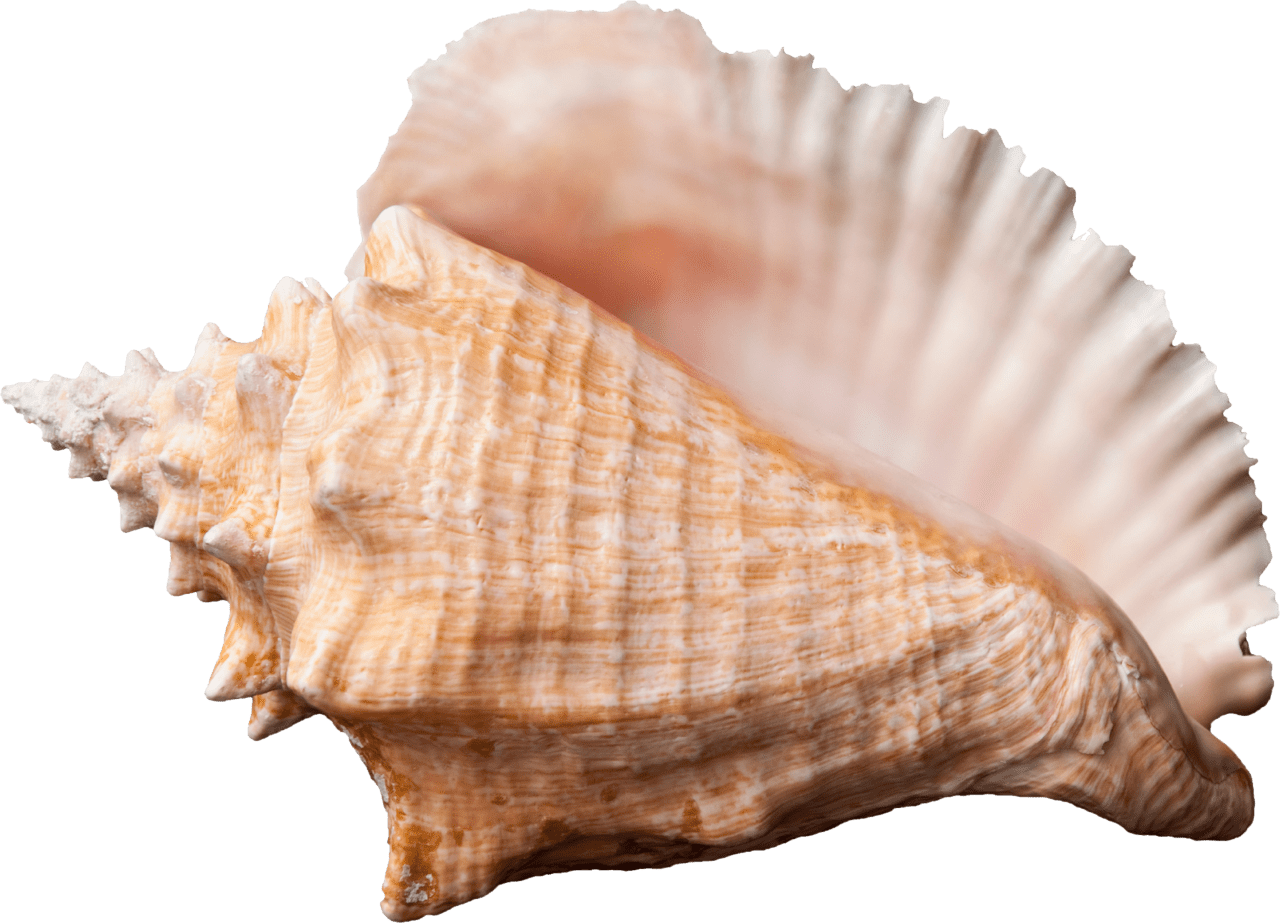 Seashell conch clipart transparent