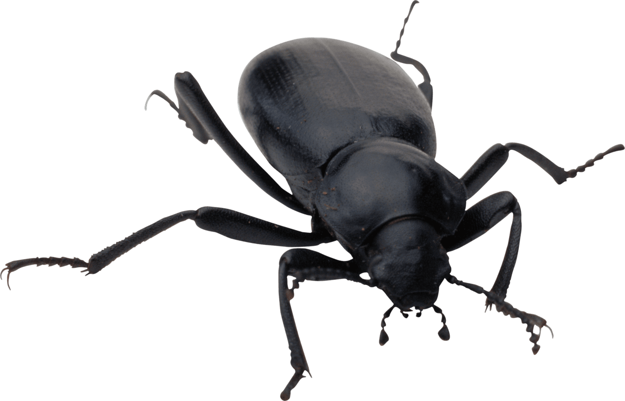 Bug clipart vector