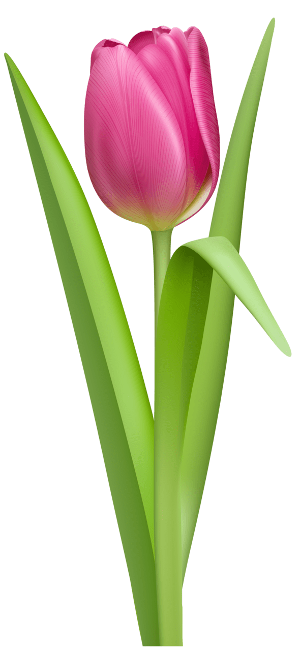 Spring flowers pink tulip clipart picture