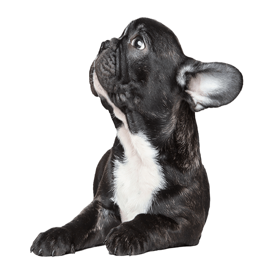 French bulldog images hd photo clipart 2