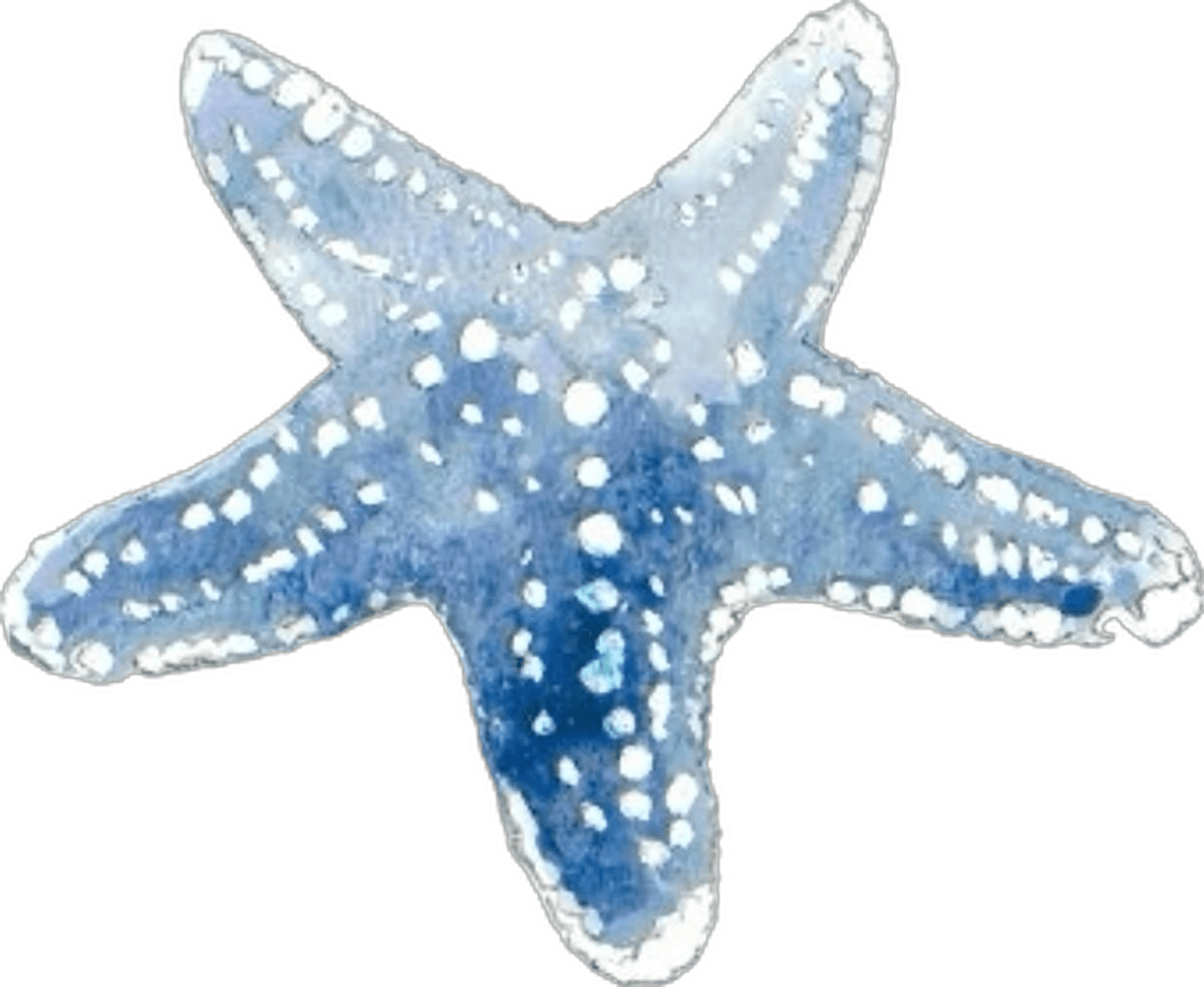 Starfish art spo clipart transparent