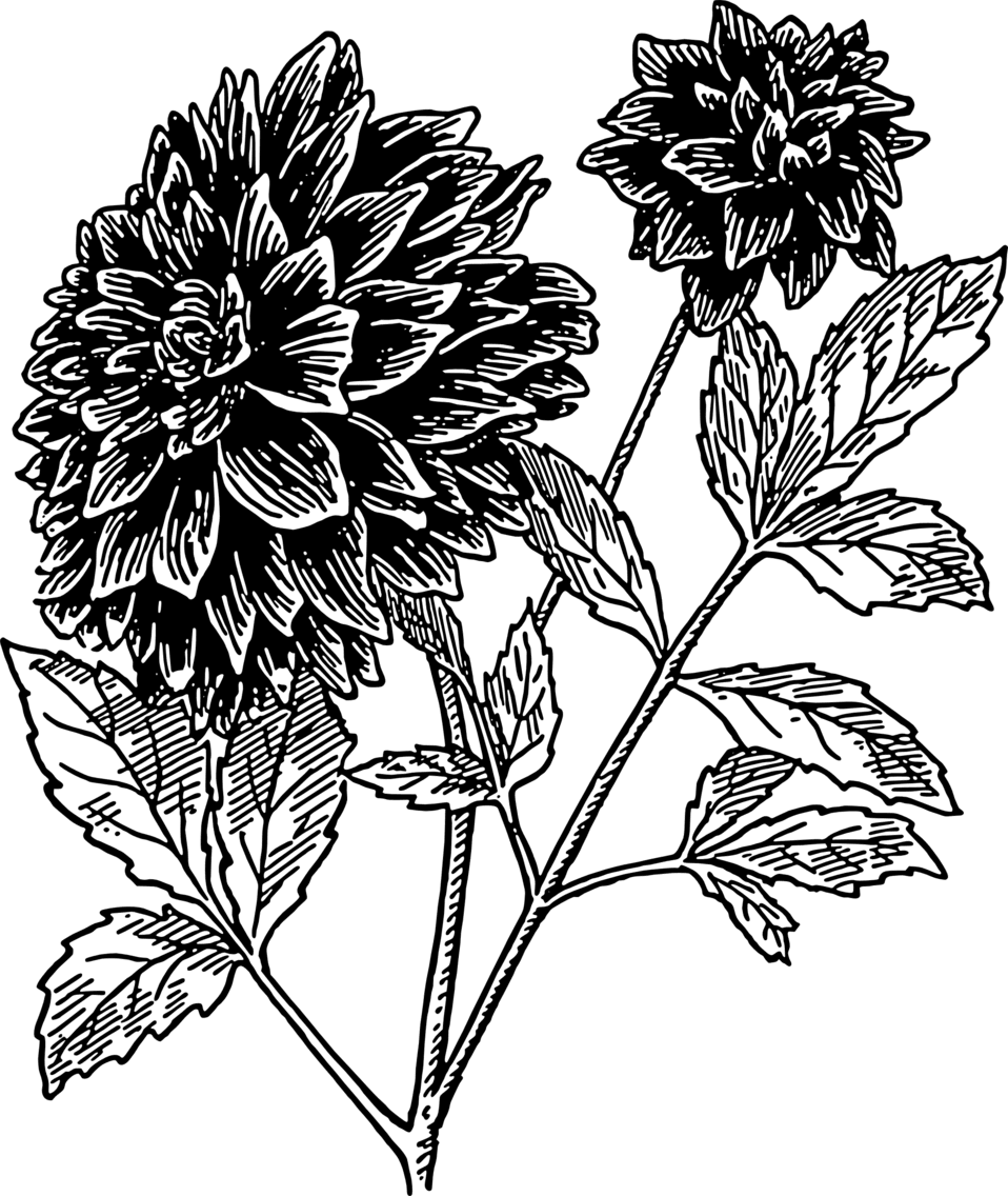 Flowers black and white clipart image dahlia id