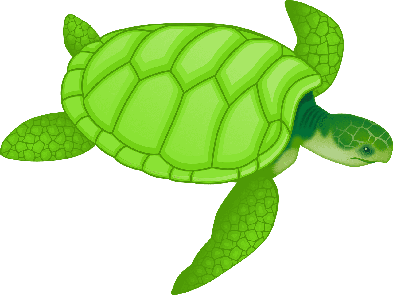 Sea turtle animal nature vector graphic clipart