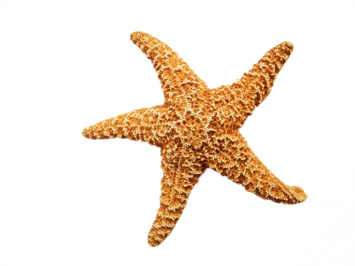 Starfish dried clipart transparent