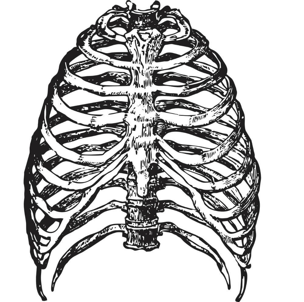 Ribs bones skeleton vector graphic clipart