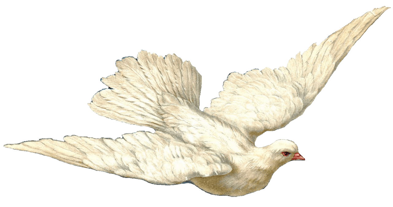 Dove vintage bird clipart photo