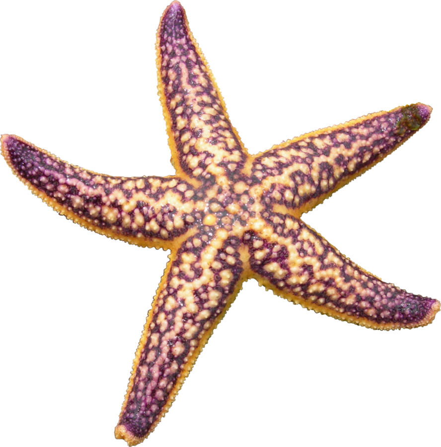 Starfish images all clipart