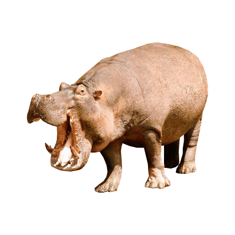 Hippo potamus images hd photo clipart