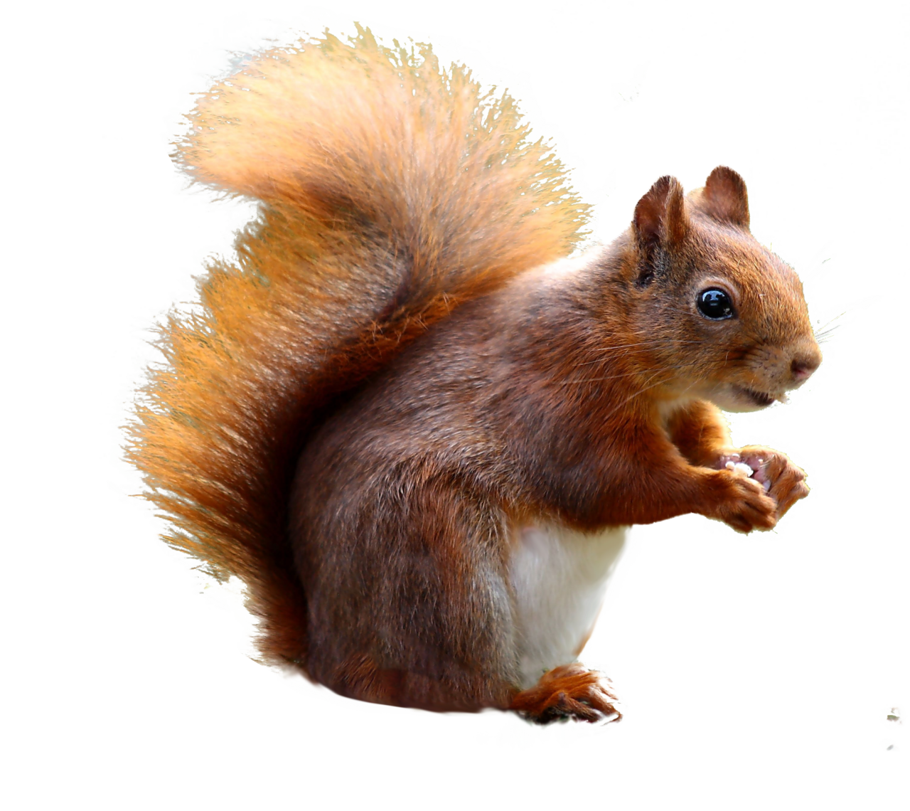 Squirrel cute clipart free