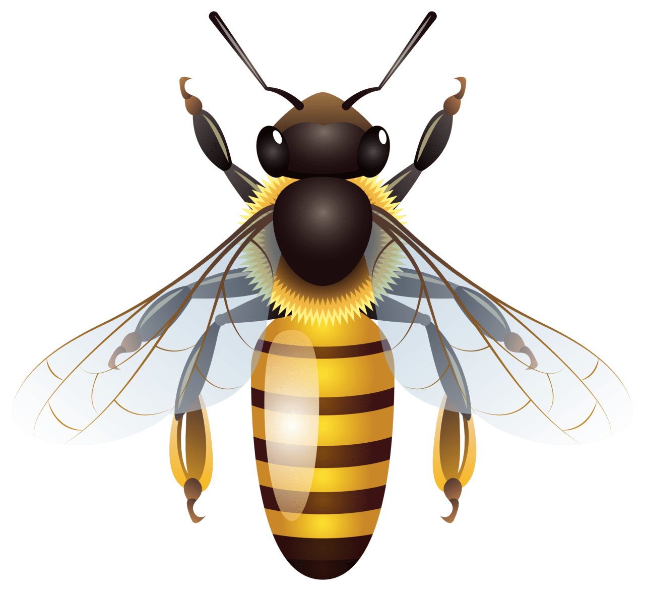 Bug bee clipart transparent