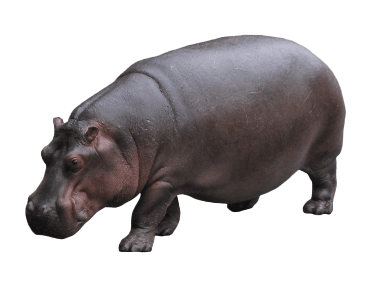 Hippo standing clipart logo