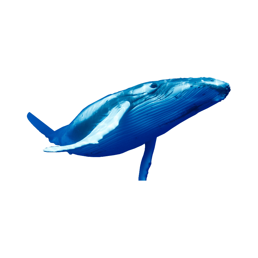 Humpback whale images hd photo clipart 3