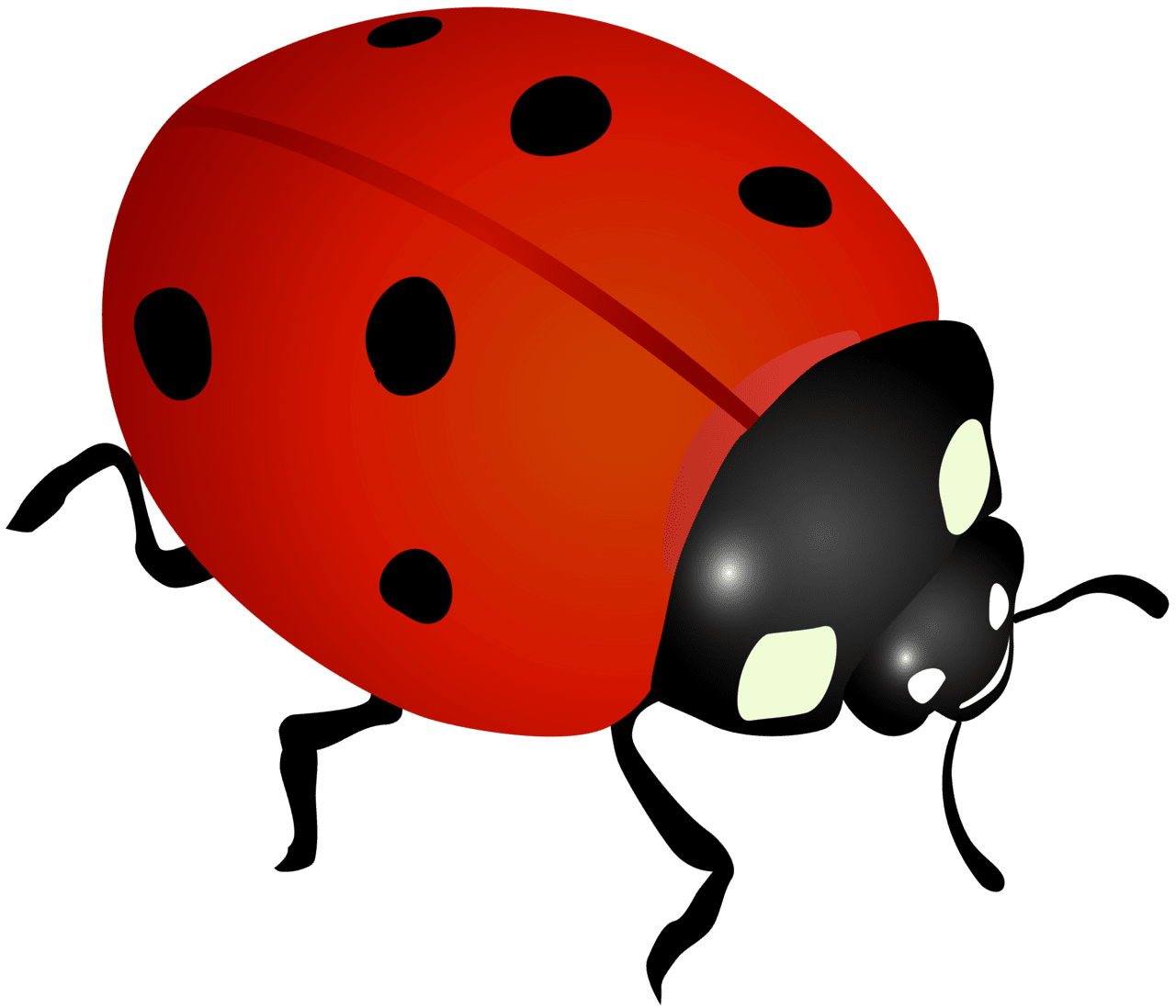 Ladybug clipart image