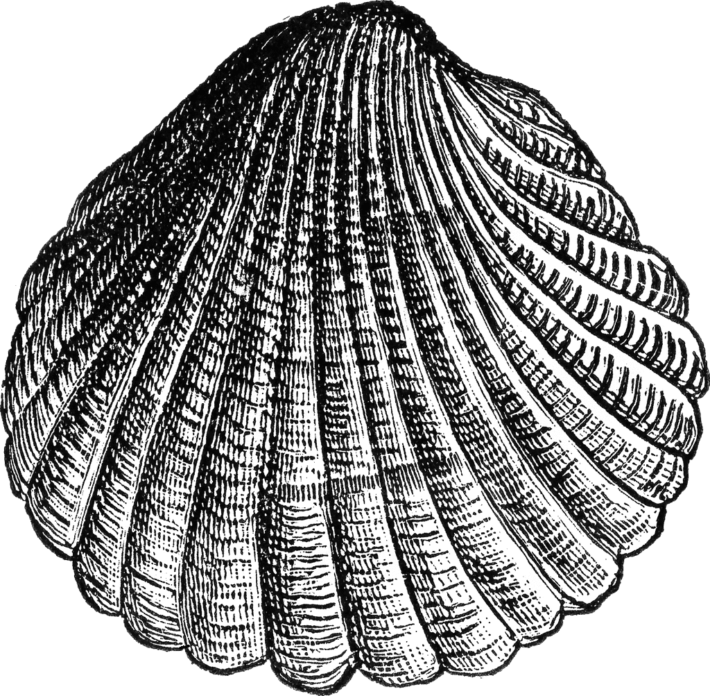 Seashell digital stamp nautical sea shell clipart vector