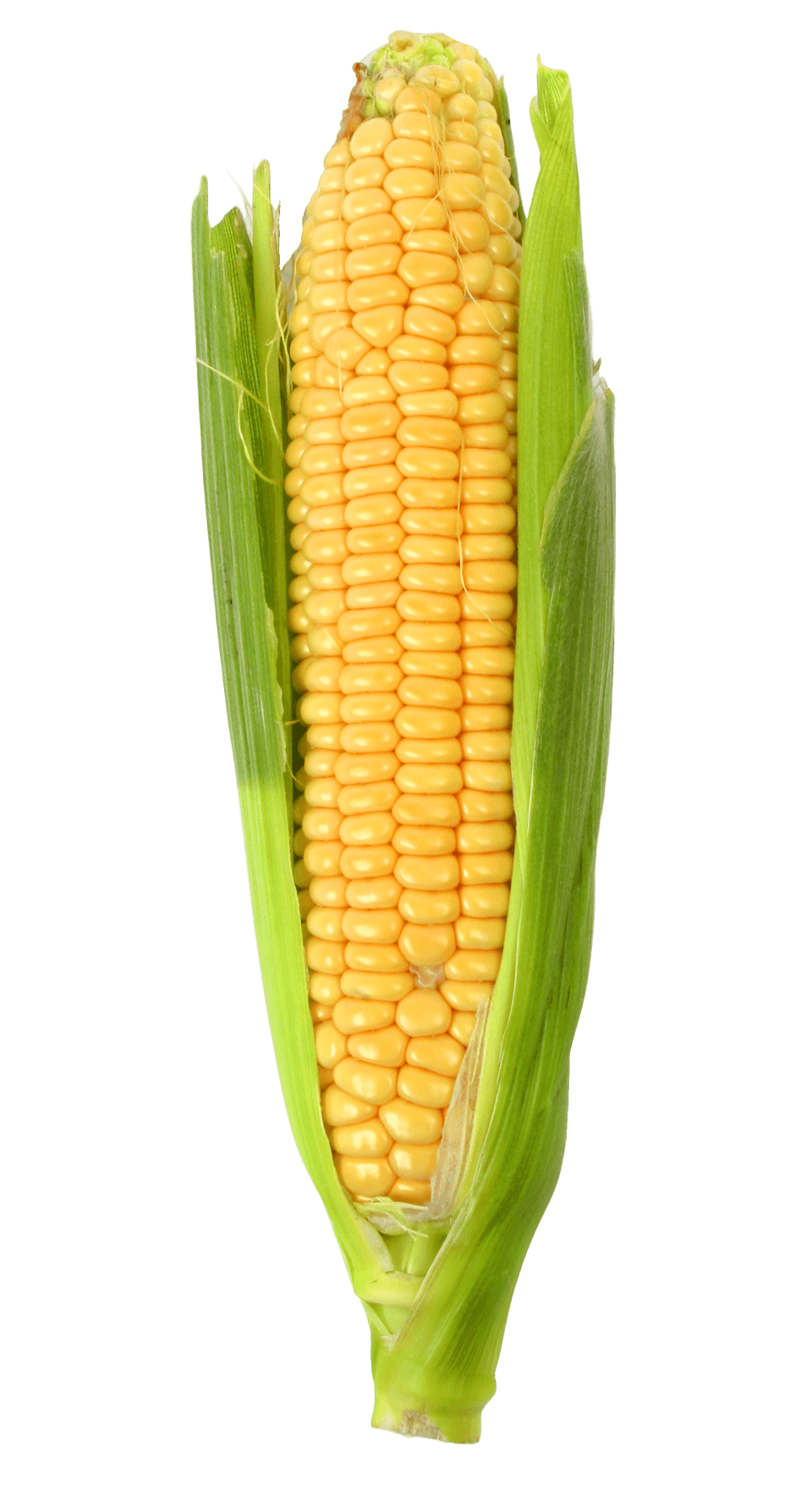 Corn clipart photo