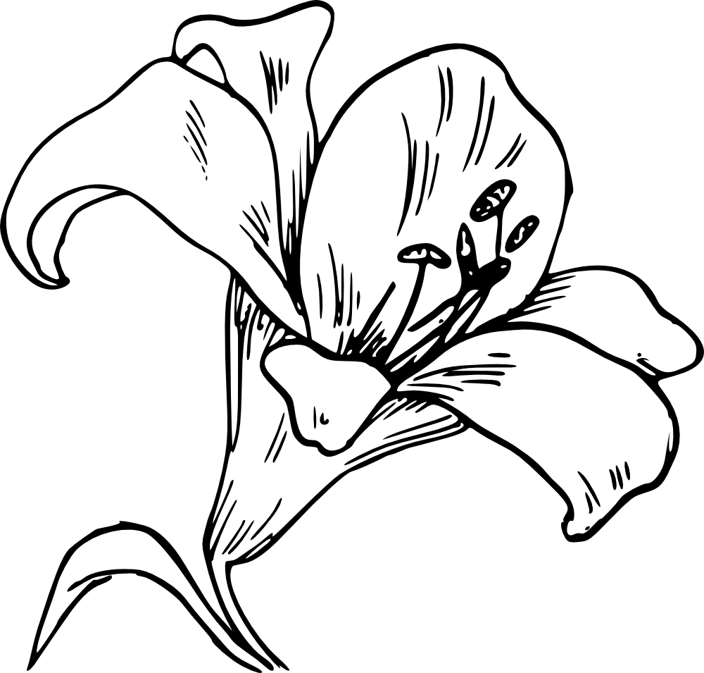 Flowers black and white linelabels clipart corolla image