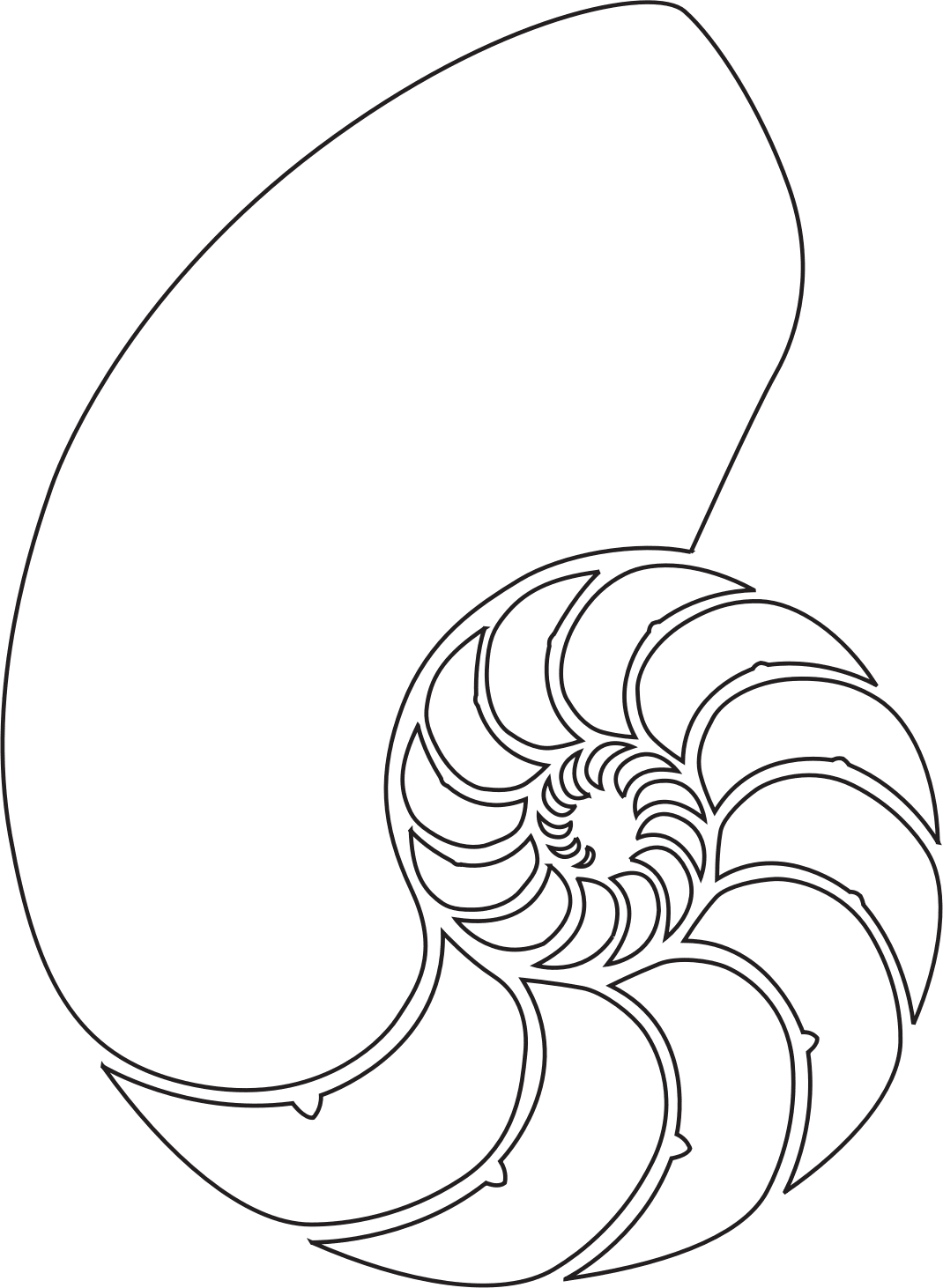 Seashell nautilus shell clipart vector