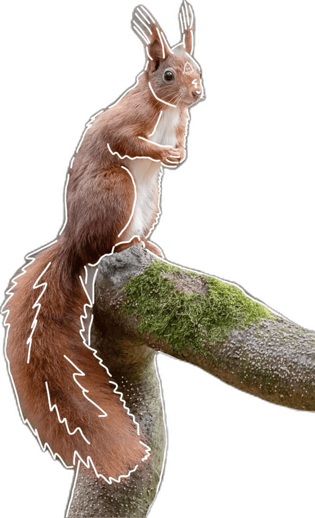 Red squirrel therian pfp mine pls don repost clipart picture