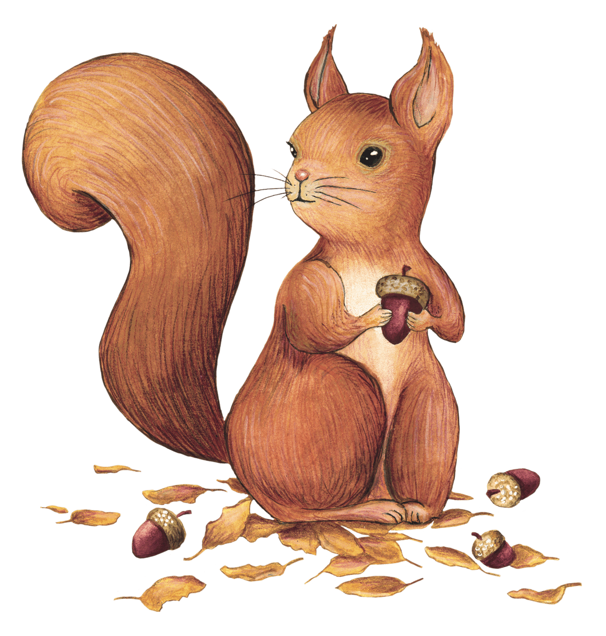 Squirrel pin page clipart photo