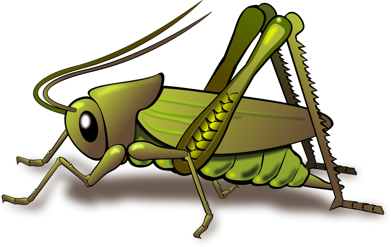 Bug cricket clipart vector