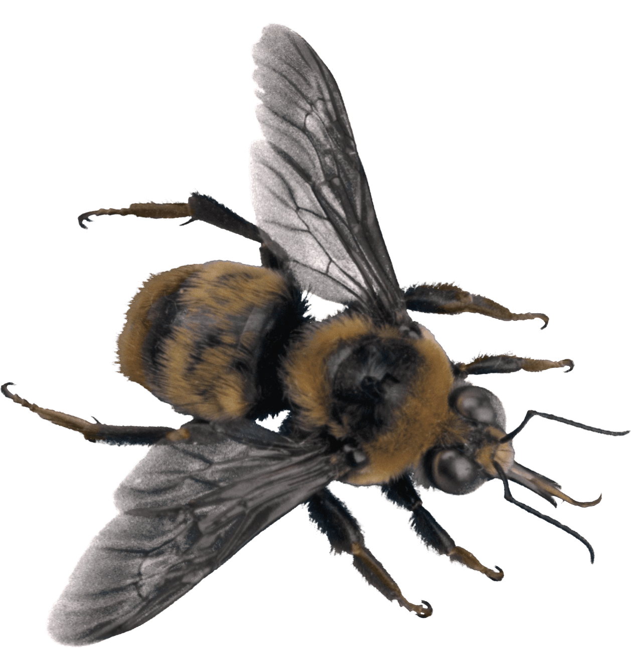 Bumblebee bee clipart logo