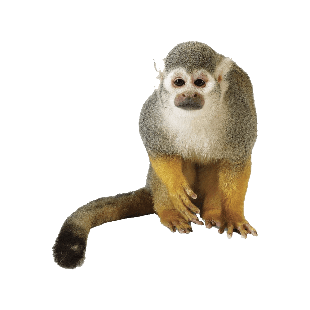 Squirrel howler monkey images hd photo clipart