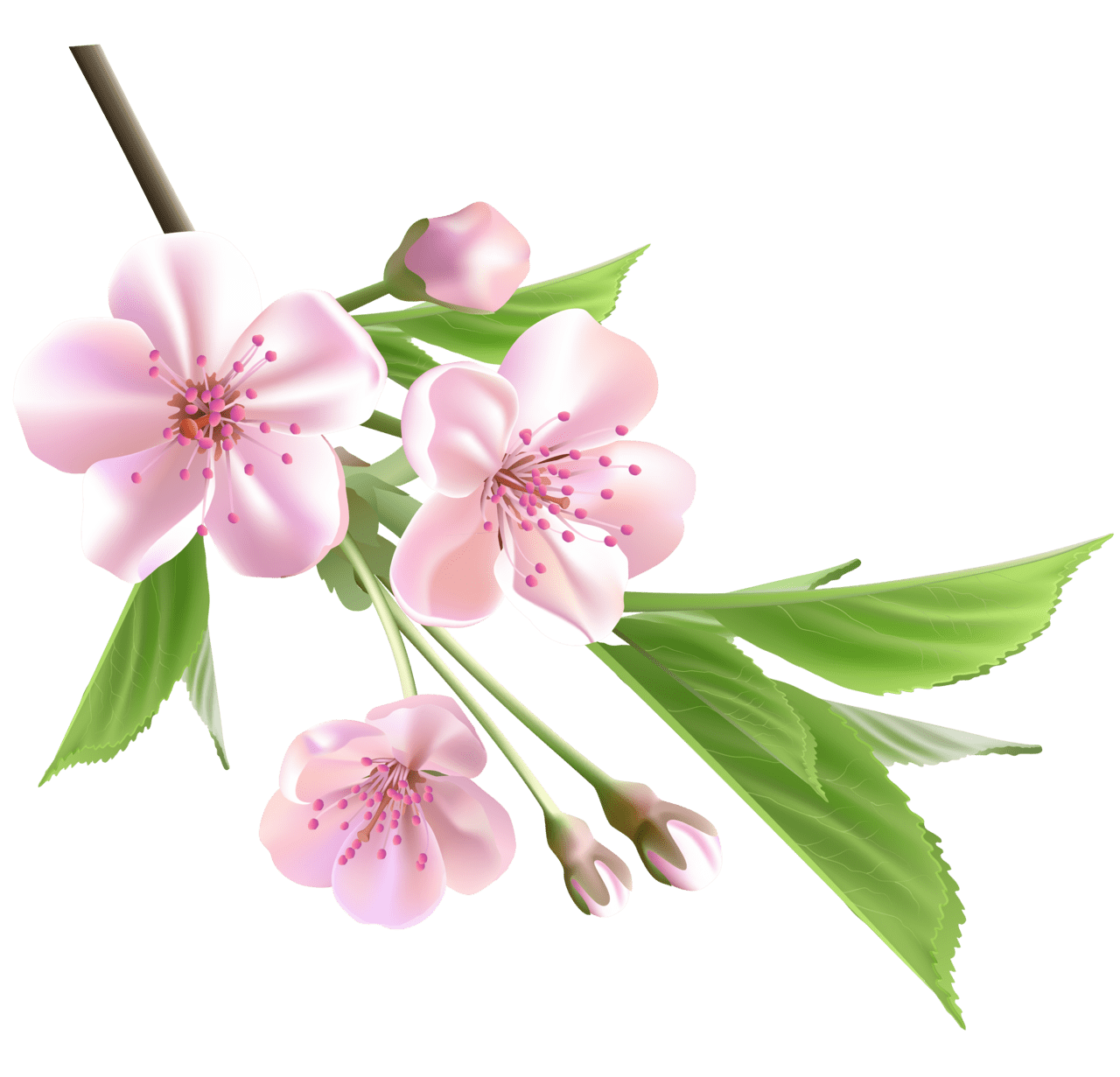 Spring flowers branch with pink tree clipart photo