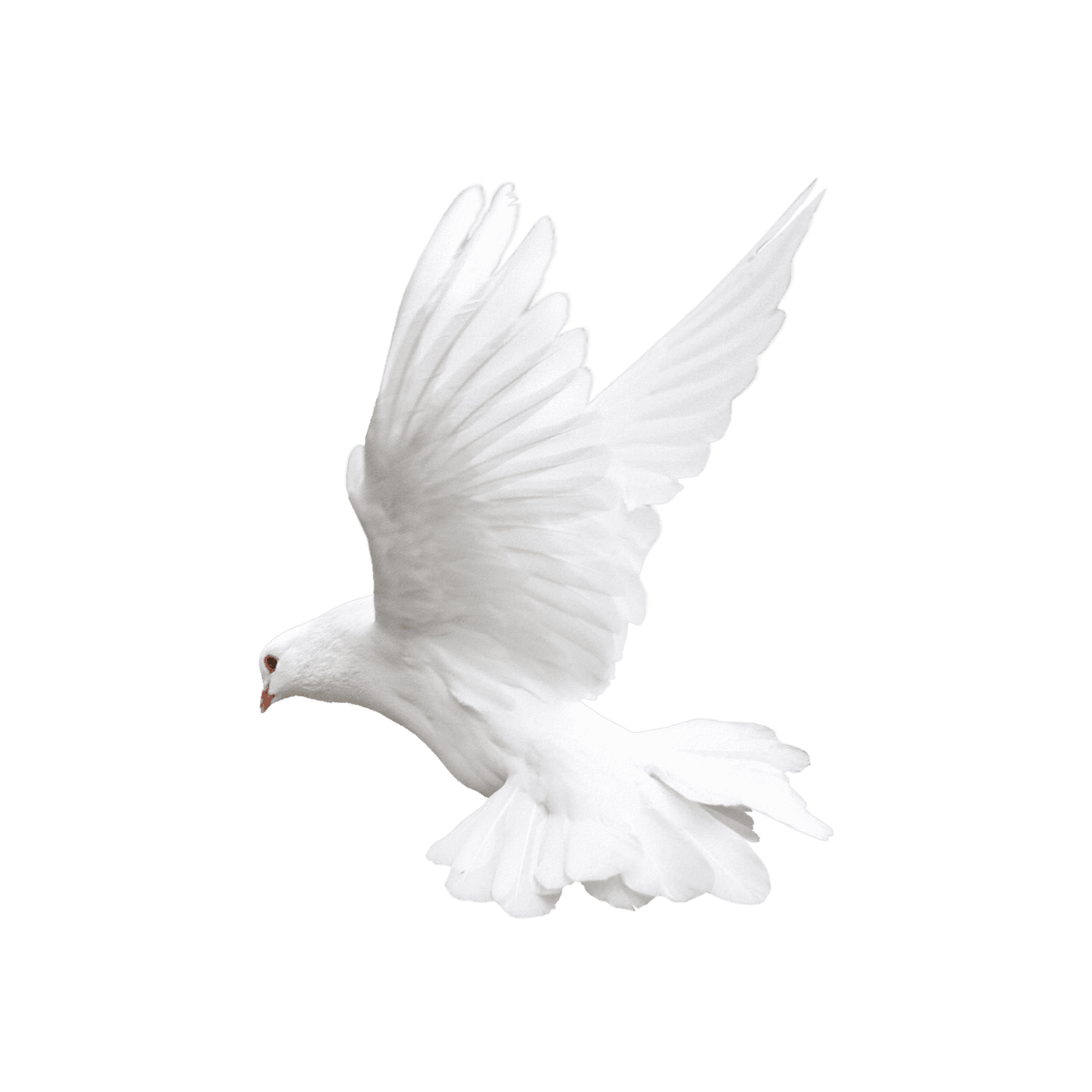 Dove pigeon images hd photo clipart