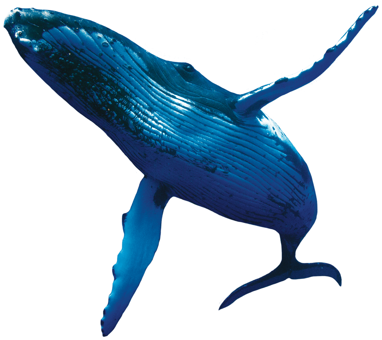 Whale art bing clipart picture