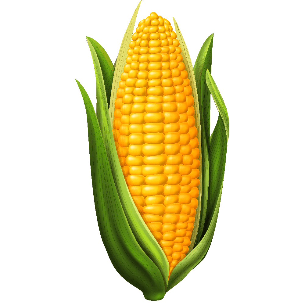 Corn images hd photo ipart clipart