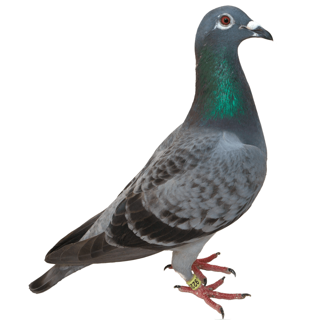 Dove pigeon images pictures img clipart