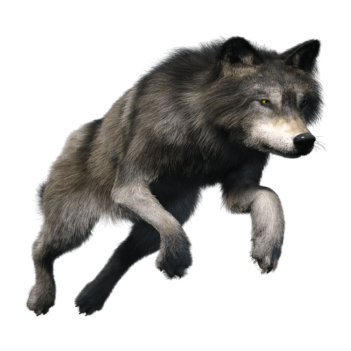 Wolf images hd photo clipart 2