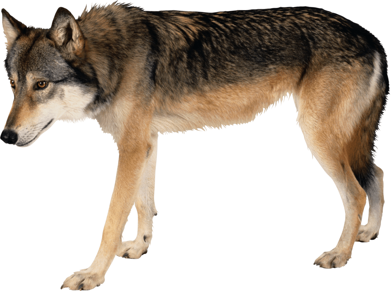 Wolf image with background clipart