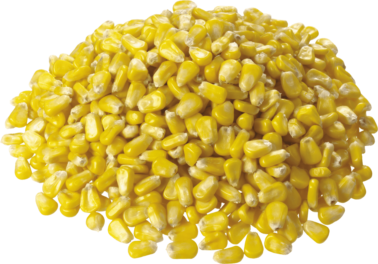 Corn image for clipart 6