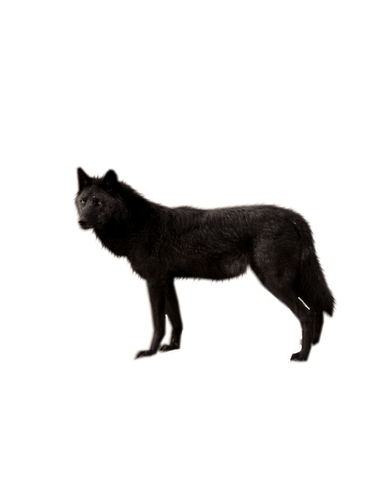 Black wolf by shadowedxlegacy deviantart clipart transparent