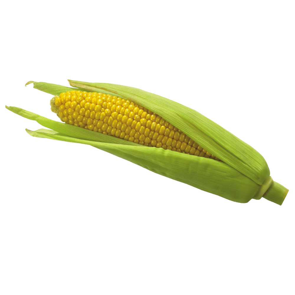 Corn images hd photo clipart 2