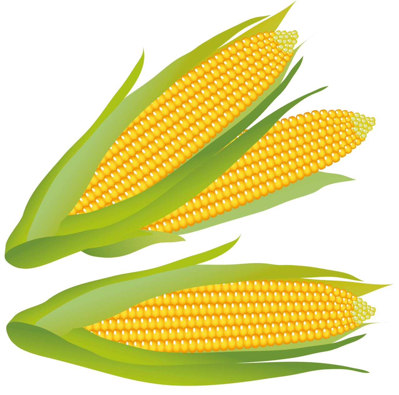 Corn clipart high quality images and