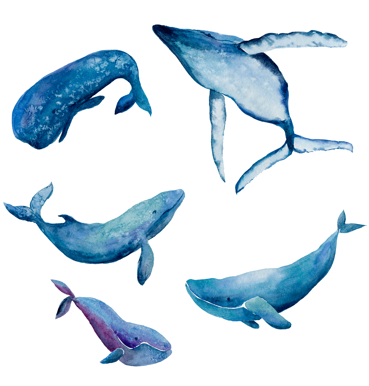 Whale clipart clip art