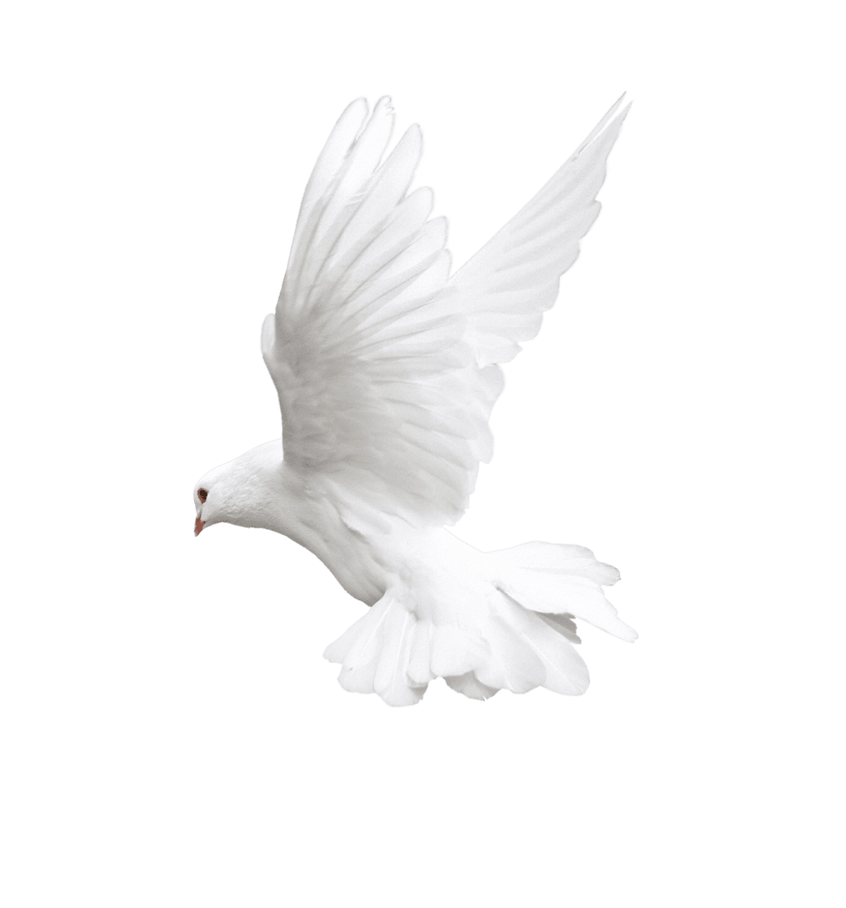 Dove white flying pigeon image with background clipart