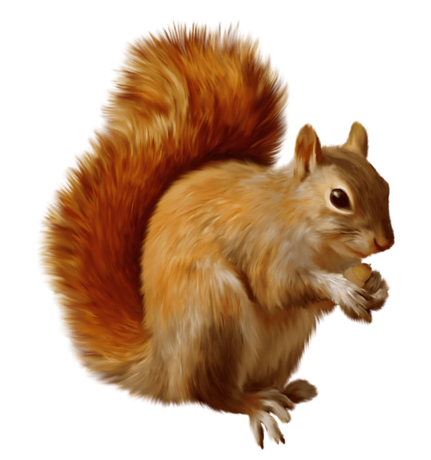 Squirrel clipart hq fre img photo