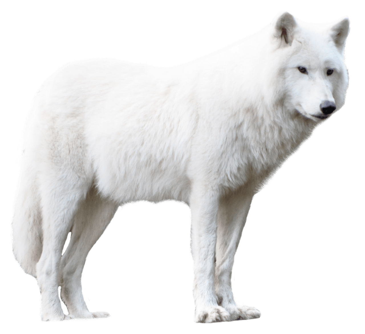 Wolf clipart free