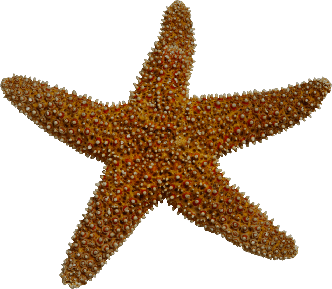 Starfish sea clipart image