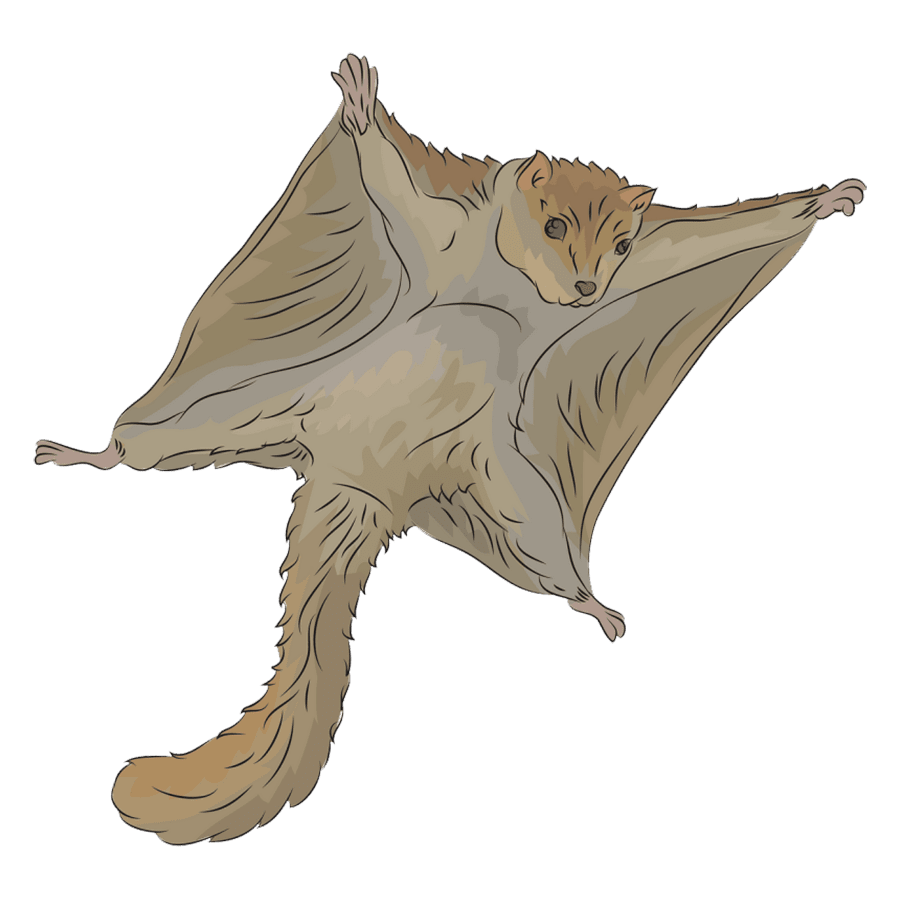 Fly squirrel images hd photo clipart photos