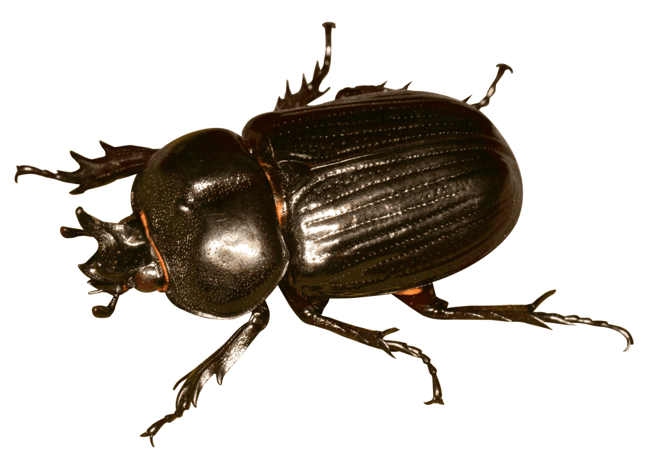 Beetle bug clipart picture