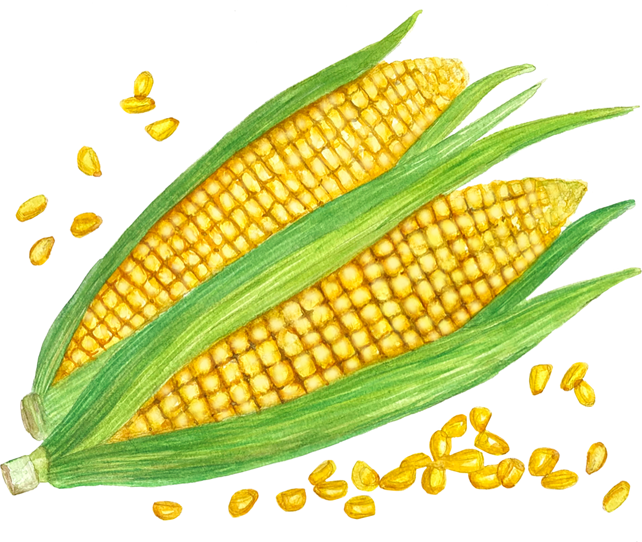 Corn massachusetts farm to school clipart logo