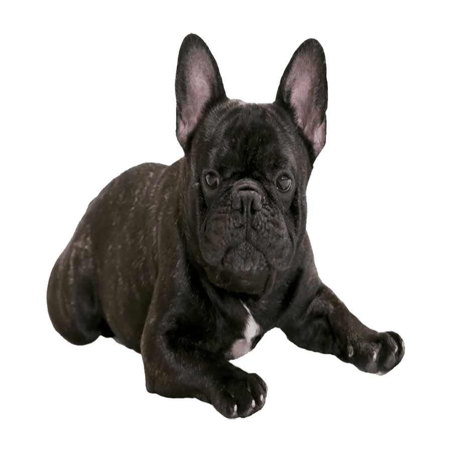 French bulldog images hd photo clipart 3