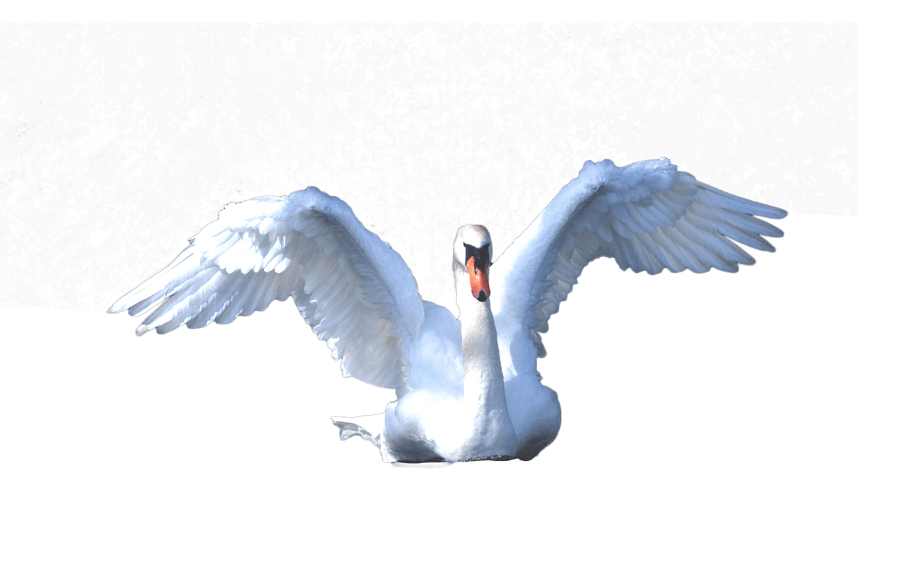 Swan swimming clipart clip art